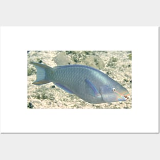 Parrot Fish Posters and Art